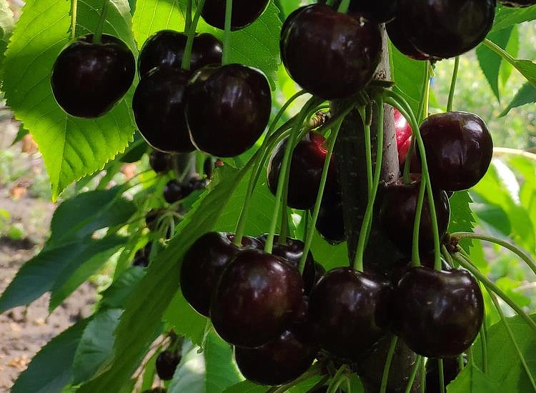 Черешня 'Донецкий уголёк'