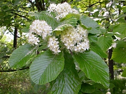 Рябина мучнистая 'Магнифика'