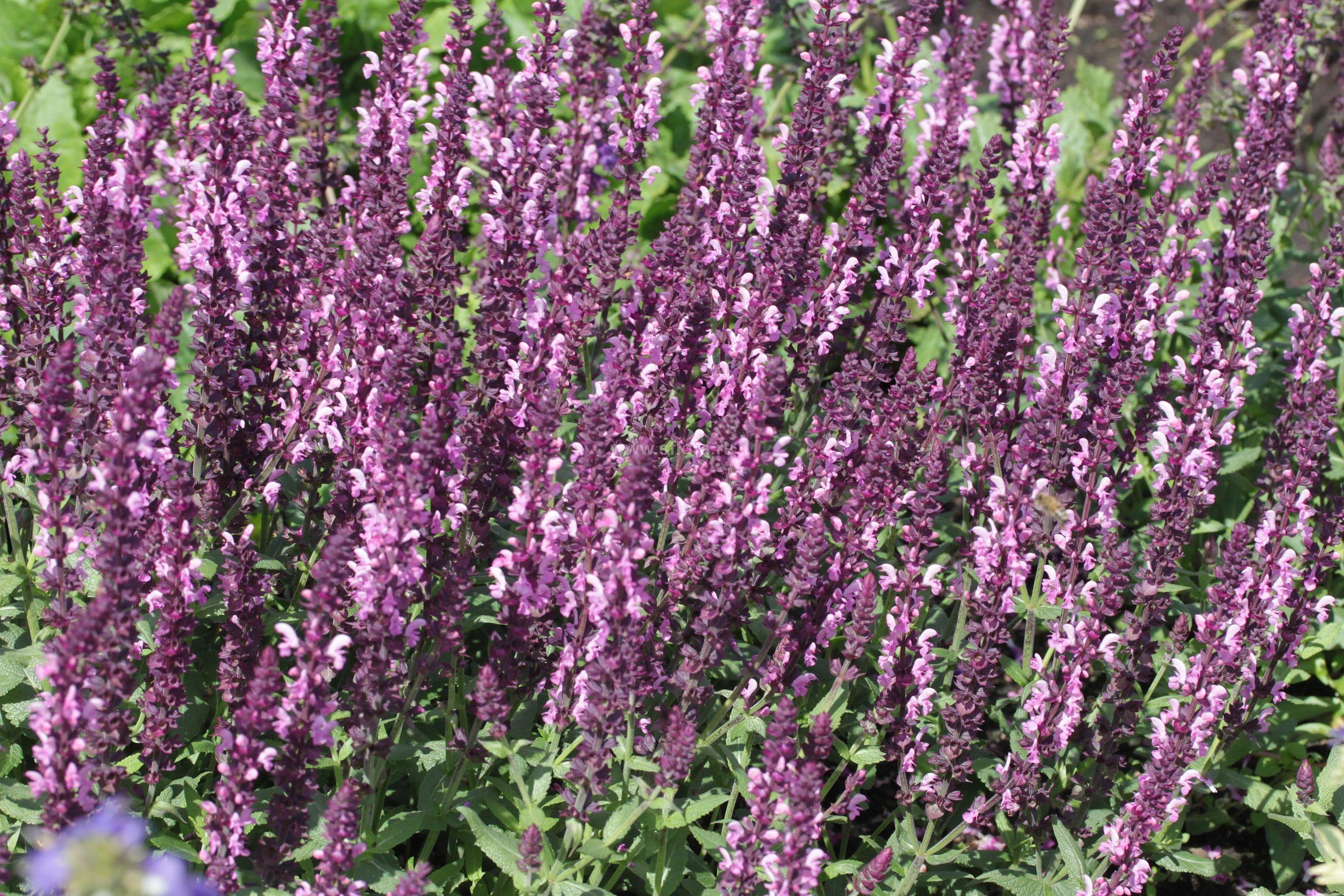 Сальвия дубравная (Шалфей) 'Лирикал Роуз'