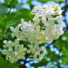 Сирень обыкновенная 'Комтесс Д' Аркур' (белая)