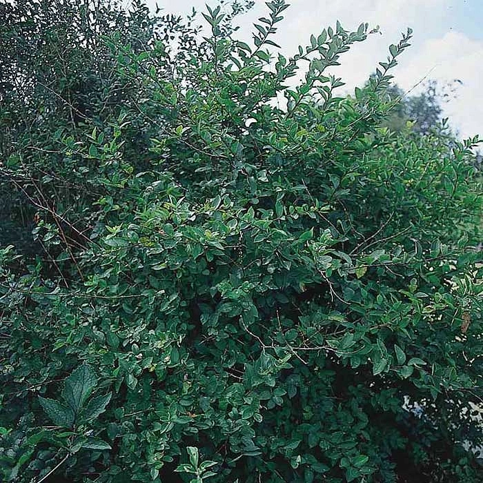 Жимолость Королькова