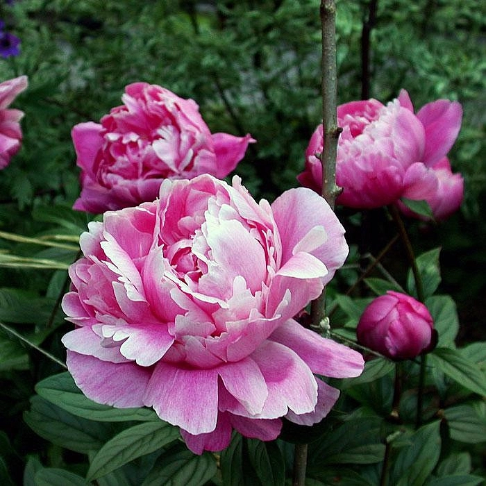 Пион молочноцветковый 'Александр Флеминг' (розовый)