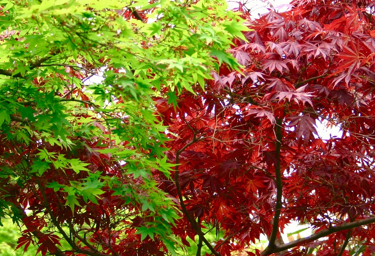 Красное дерево русские. Клён канадский краснолистный. Клен красный Acer rubrum. Клен остролистный красный. Клен канадский остролистный.
