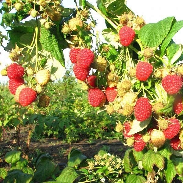 Малина 'Таруса'