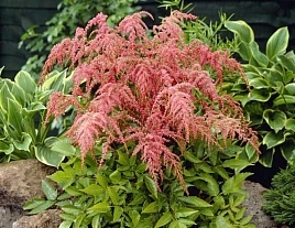 Астильба тунберга 'Страуссенфедер' (красно - кремовая)