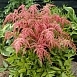 Астильба тунберга 'Страуссенфедер' (красно - кремовая)