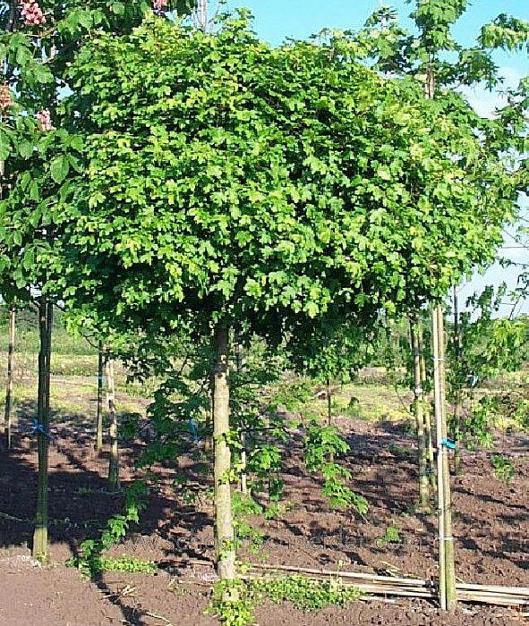 Клен полевой 'Нанум'