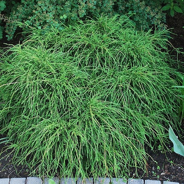 Кипарисовик горохоплодный 'Филифера Нана'