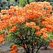 Рододендрон желтый (азалия) 'Гловинг Эмберс' (оранжевый)