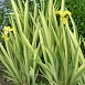Ирис болотный Вариегата (Variegata) Ирис болотный Вариегата (Variegata)