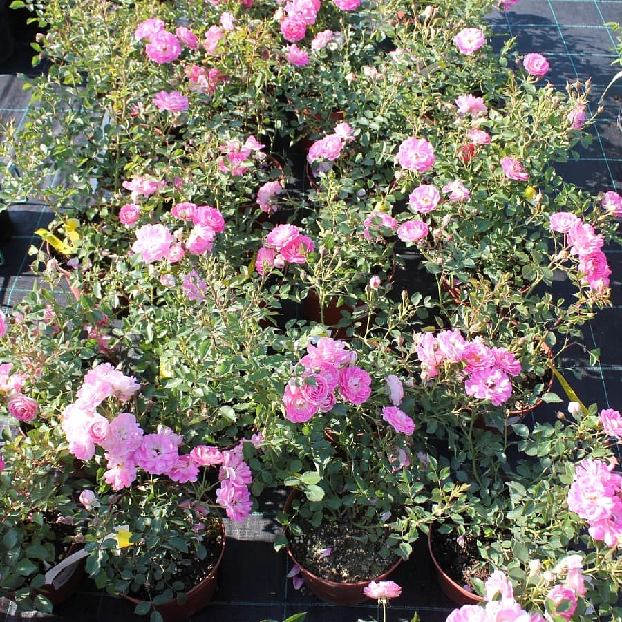 Роза 'Флирт 2011' (миниатюрная) (розовая)