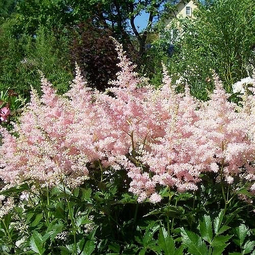 Астильба японская 'Европа' (розовая)