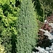 Можжевельник обыкновенный 'Мейер'