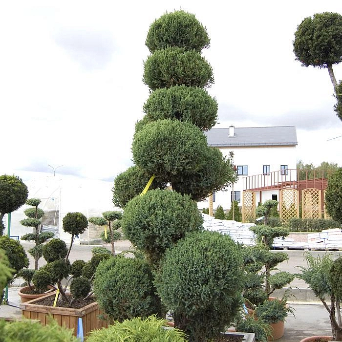 Можжевельник китайский Стрикта бонсай