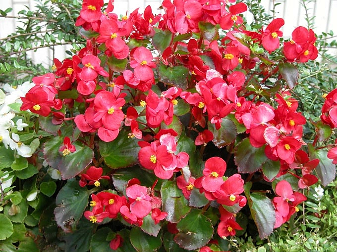 Бегония изящная 'Лотто Скарлет' (красная с зеленым листом)