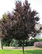 Слива растопыренная (мелкопильчатая) 'Нигра'