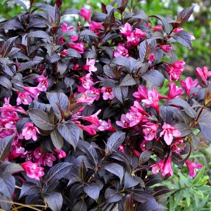 Вейгела 'Минор Блэк'