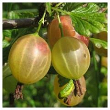 Крыжовник 'Сеянец  Лефора'
