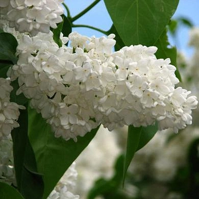 Сирень обыкновенная 'Весталка' (белая)