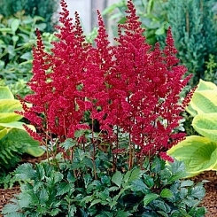 Астильба Арендса 'Бургунди Рэд'
