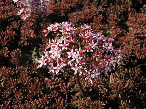 Седум белый (Очиток) 'Атропурпуреум'