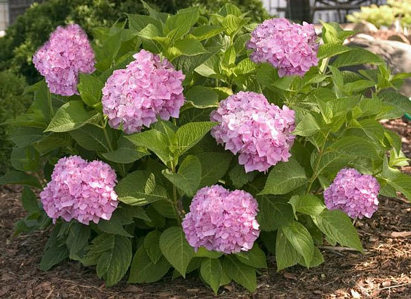 Гортензия крупнолистная 'Эндлесс Саммер пинк'