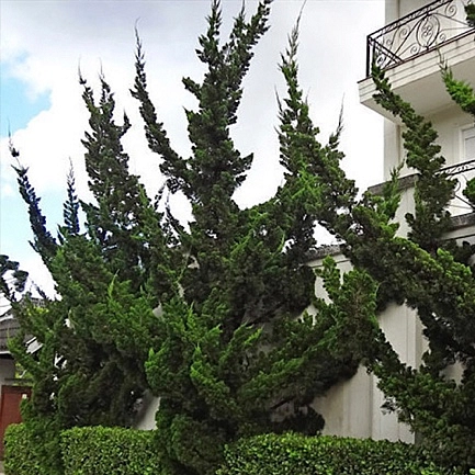 Можжевельник китайский 'Кайзука'