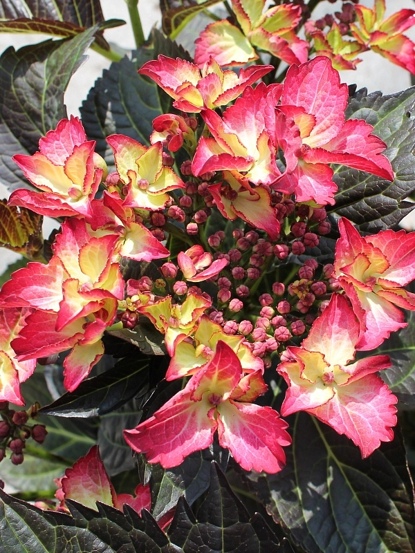 Гортензия крупнолистная 'Дарк Ангел'