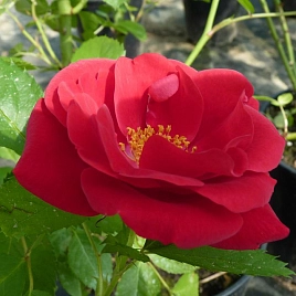 Роза 'Фламентанз' (плетистая) (красная)