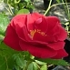 Роза 'Фламентанз' (плетистая) (красная)