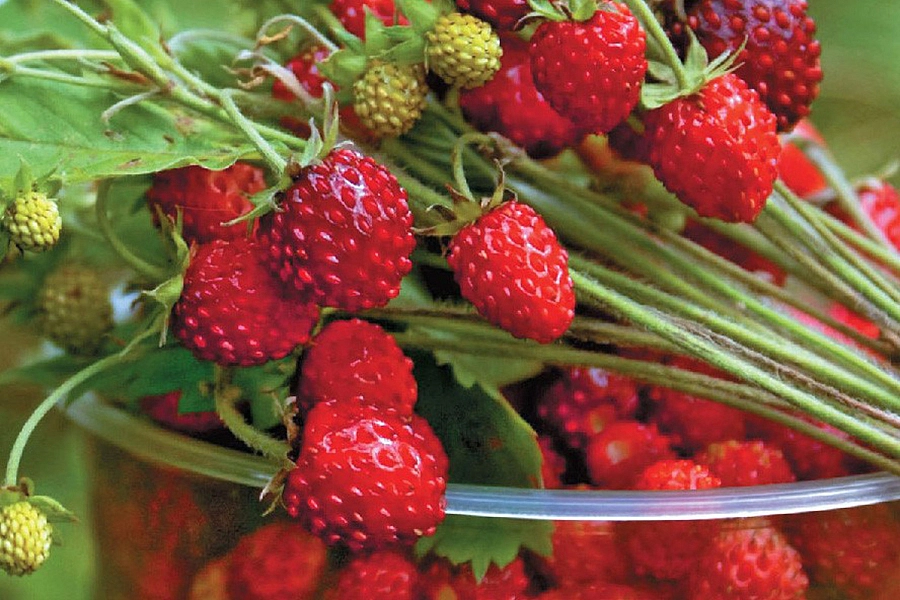 Земляника (лесная) 'Регина' (ремонтантный)