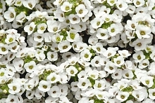 Алиссум морской (Лобулярия) 'Сноу Кристалс'