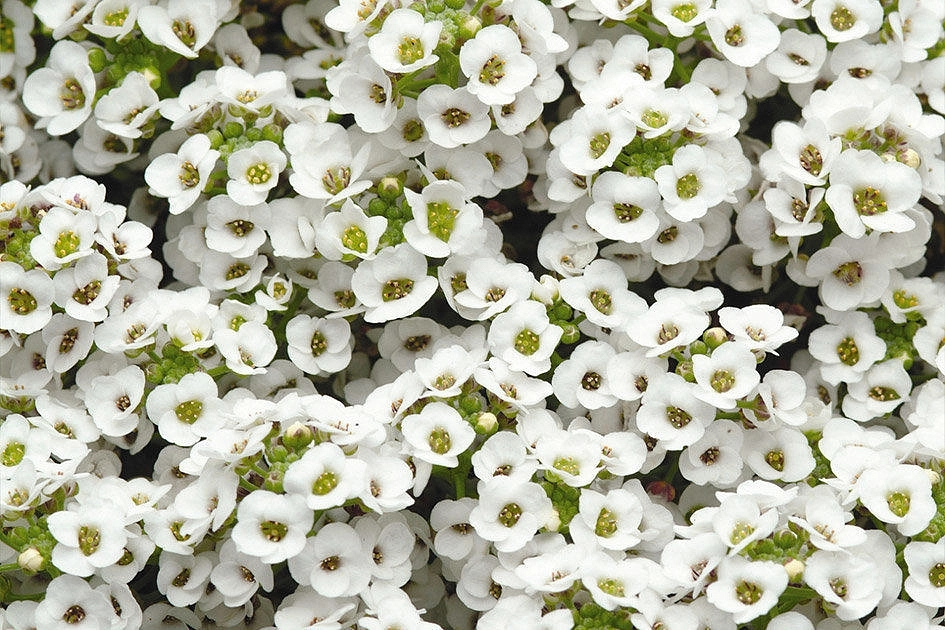 Алиссум морской (Лобулярия) 'Сноу Кристалс'