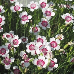 Гвоздика травянка 'Арктик Файер'