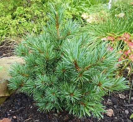 Сосна мелкоцветковая 'Азуми Гойе'