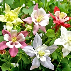 Аквилегия голубая 'Киригами' (микс)