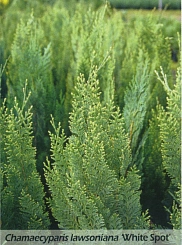 Кипарисовик Лавсона 'Уайт Спот'