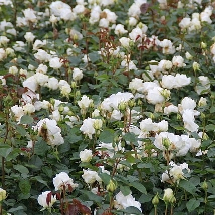 Роза 'Аннапурна' (чайно-гибридная) (белая)