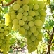 Виноград 'Августин' Виноград 'Августин'