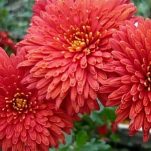 Хризантема корейская 'Шапка Мономаха'