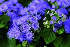Агератум мексиканский (голубой)