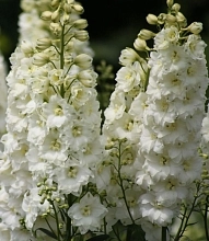 Дельфиниум (живокость) Пацифик 'Галахад'