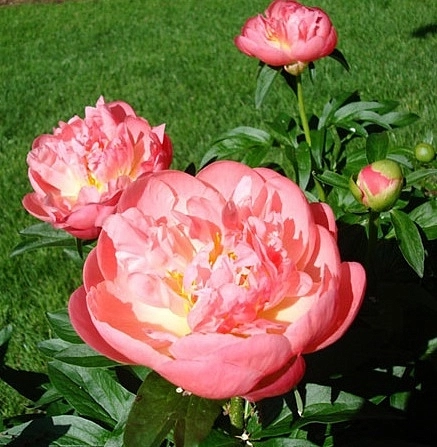 Пион молочноцветковый 'Пинк Гаваиан Корал' (коралово-розовый)