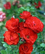 Роза 'Файер Кинг' (флорибунда) (красная)