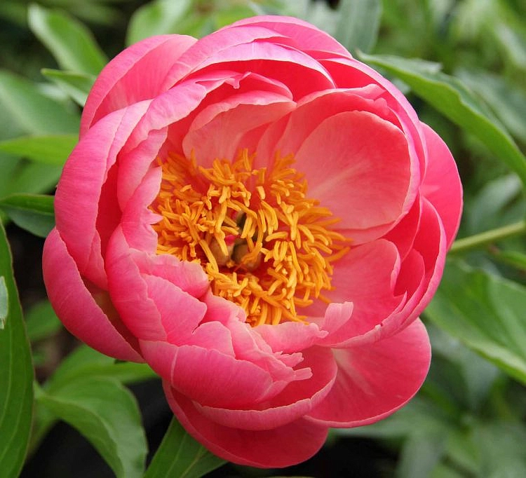 Пион молочноцветковый 'Корал Сансет' (кораловый)