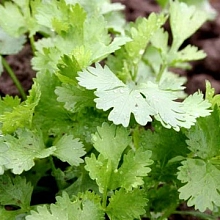 Кориандр 'Крылатский'