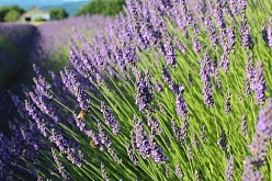 Лаванда узколистная 'Гроссо'