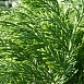 Можжевельник пфитцериана 'Минт Джулеп'
