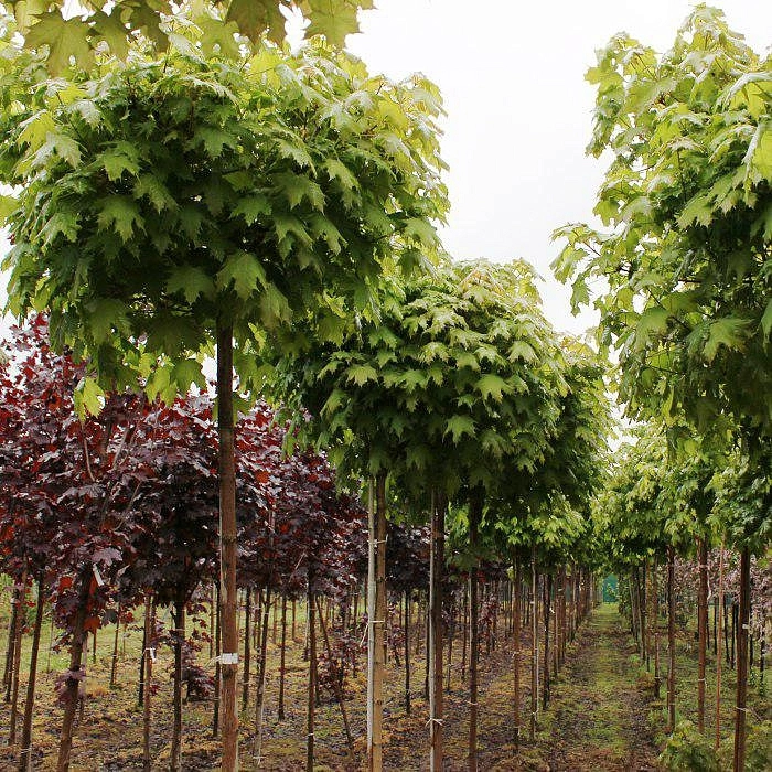 Клен остролистный 'Глобозум'