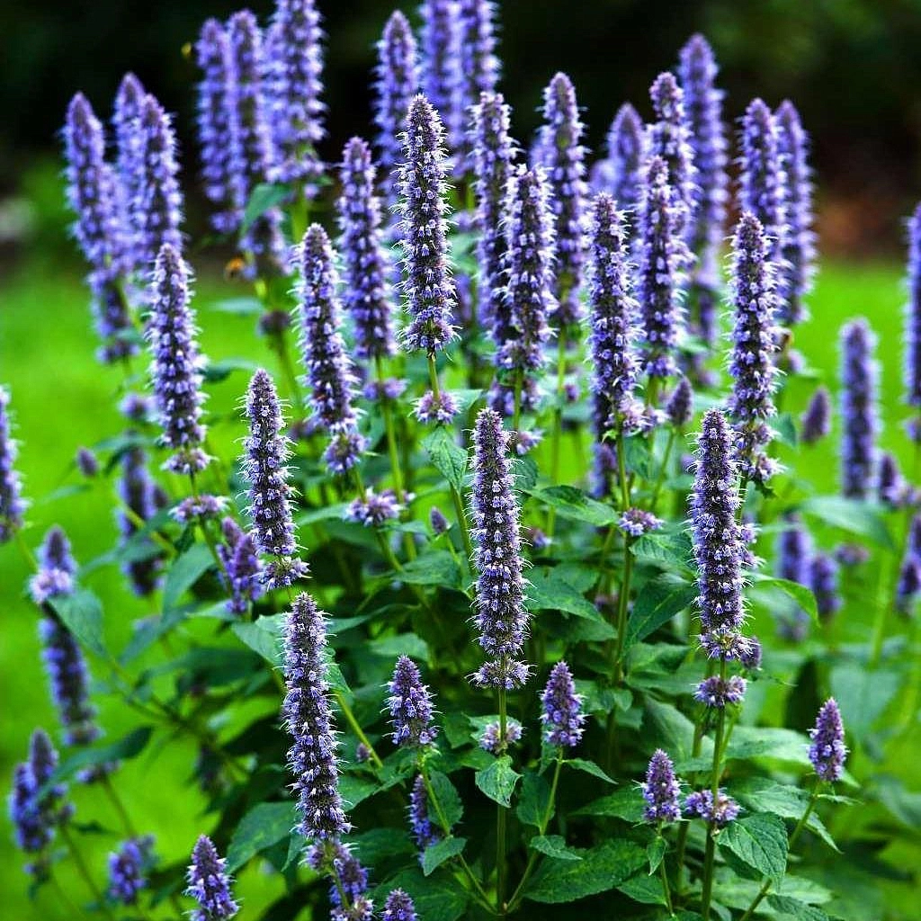 Семена Иссоп лекарственный 